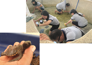 タイでウミガメの保護活動へ参加