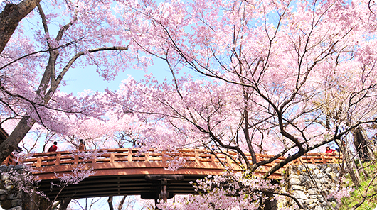 高遠の桜