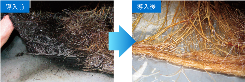 農業分野