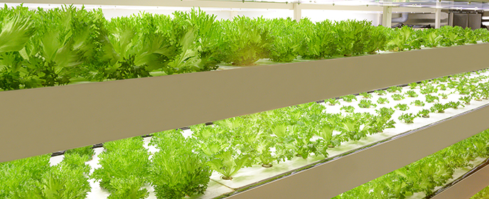 植物工場における課題